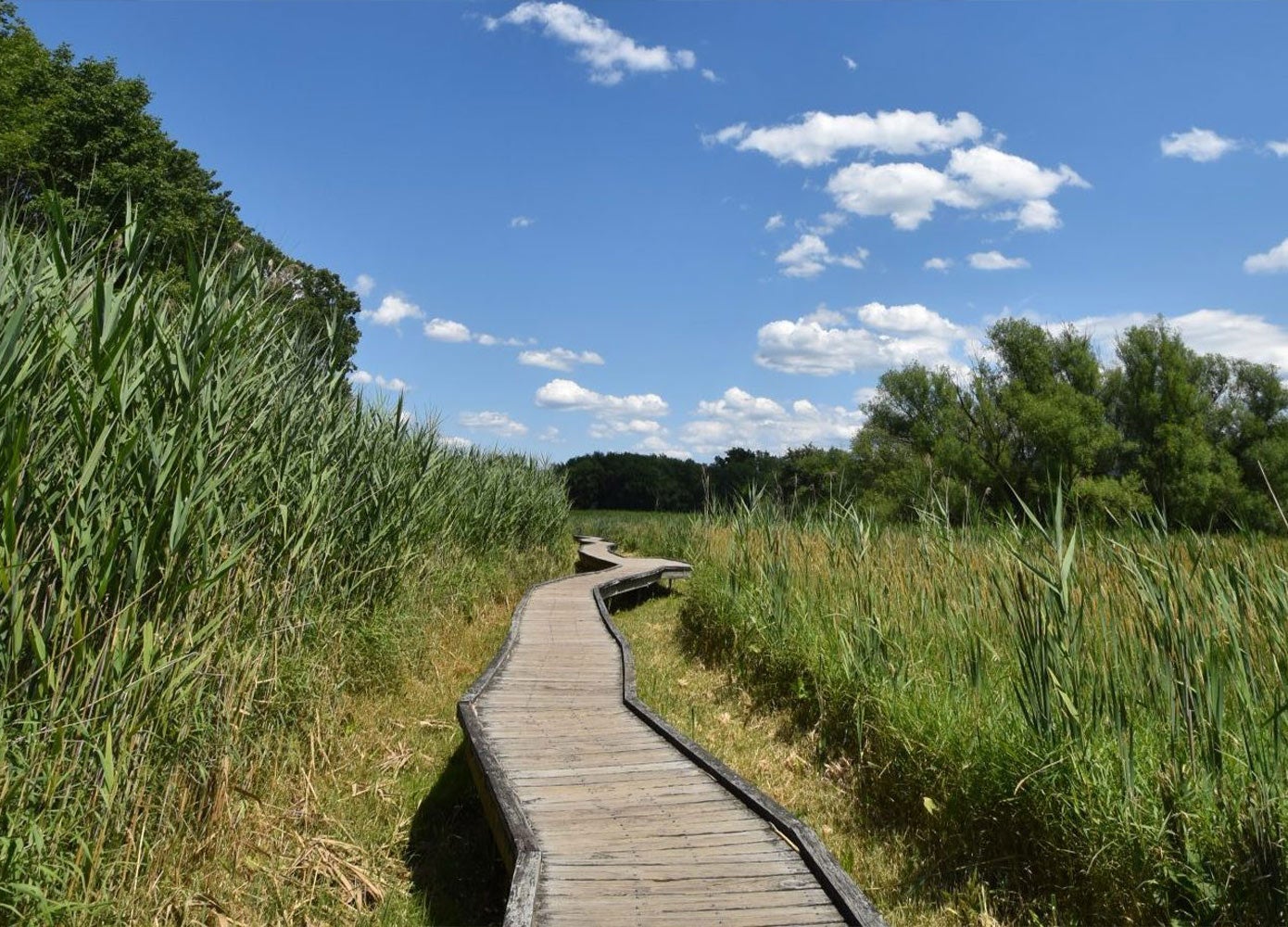 The Pochuck Boardwalk visible in a field of tall grass.