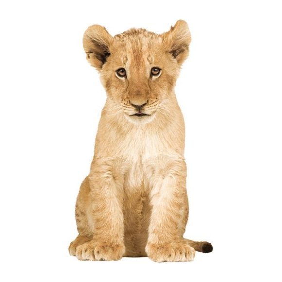 Lion Cub Wall Sticker - Wall Décor - 1