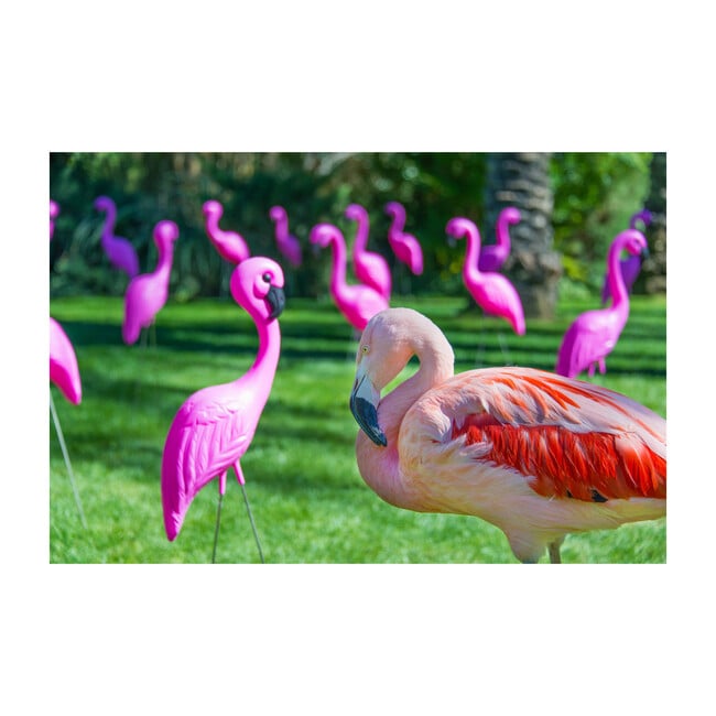 Lawn Flamingo - Art - 1
