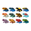 Shaped Memory Match, Tropical Frogs - Games - 2