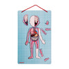Bodymagnet in 12 Languages - STEM Toys - 2