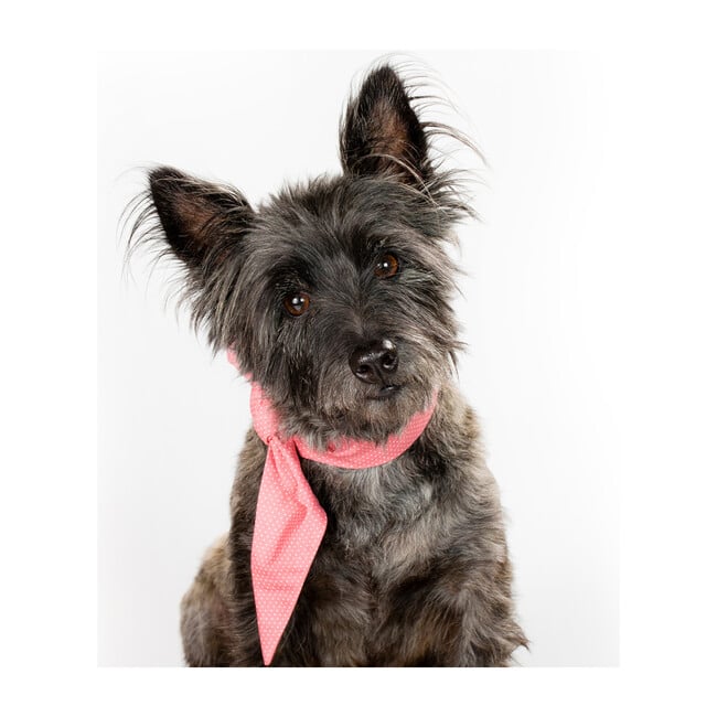 Necktie, Pink Polkadot