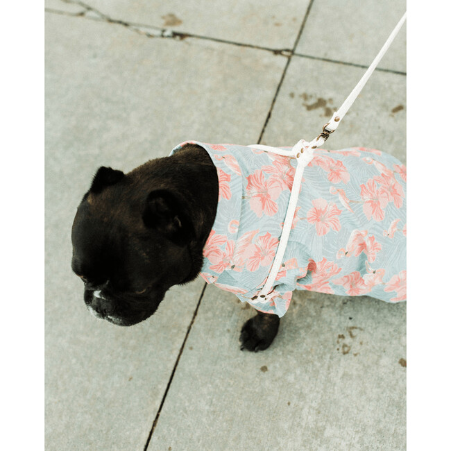 Confetti Harness Leash - Collars, Leashes & Harnesses - 5