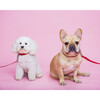 The Raleigh Leash in Lipstick Red - Collars, Leashes & Harnesses - 2