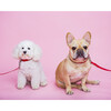 The Finley Collar in Lipstick Red - Collars, Leashes & Harnesses - 2 - thumbnail