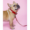 The Finley Collar in Lipstick Red - Collars, Leashes & Harnesses - 3
