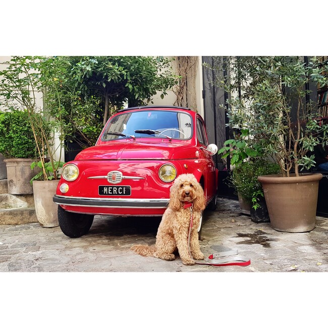 The Finley Collar in Lipstick Red - Collars, Leashes & Harnesses - 4