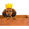 Party Beast Crown, Yellow - Pet Costumes - 2