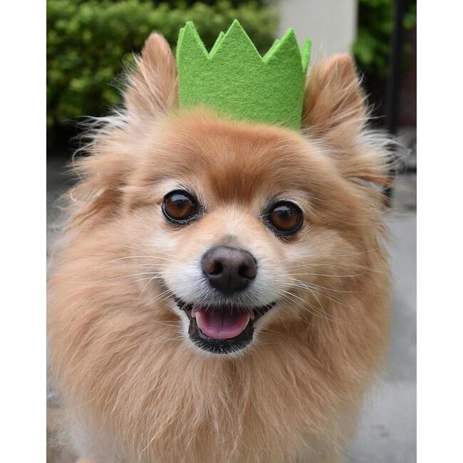 Party Beast Crown, Green - Pet Costumes - 2