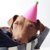 Pawty Hat, Pink - Pet Costumes - 2