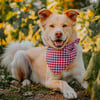 Neckwear, Berry Gingham - Dog Bandanas & Neckties - 2