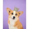 Party Beast Crown, Grey - Pet Costumes - 2