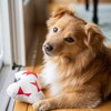 Adventure Bone, Red Star - Pet Toys - 2