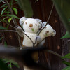 Mini Koa the Koala Knit Doll, White/Grey - Dolls - 2