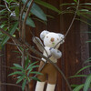 Koa the Koala Knit Doll, White/Grey - Dolls - 6