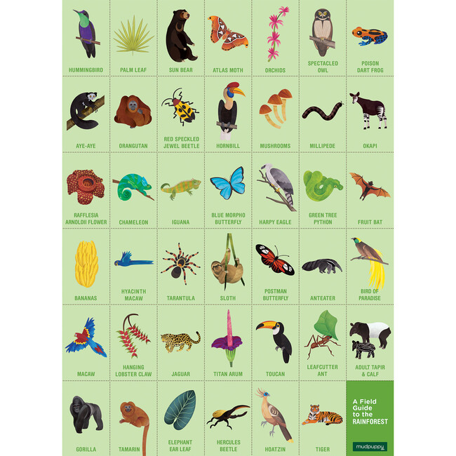Rainforest: Search & Find Puzzles 64 Pieces - Puzzles - 4