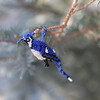 Beaded Blue Jay Ornament - Ornaments - 2