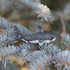 Beaded Shark Ornament - Ornaments - 2