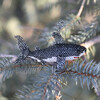 Beaded Shark Ornament - Ornaments - 4