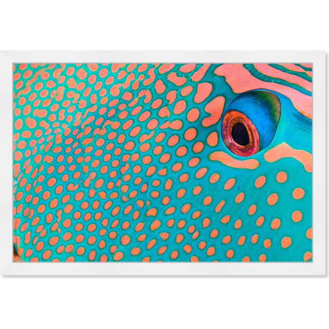 Bicolor Parrot Fish II by David Fleetham