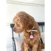 Solitaire Pet ID Tag, Coral - Pet ID Tags - 2