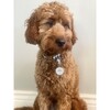 Solitaire Pet ID Tag, Grey - Pet ID Tags - 2