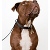Collar, Matte Black and Black - Collars, Leashes & Harnesses - 2