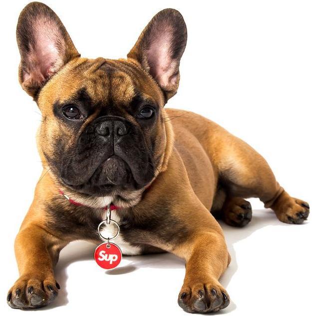 Sup Tag, Red - Pet ID Tags - 3