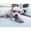 Cute but Psycho Tag, White and Gold - Pet ID Tags - 3