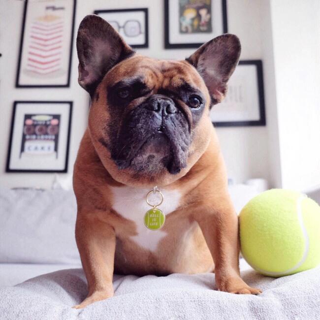 Ball is Life Tag, Multi - Pet ID Tags - 3