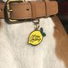 Main Squeeze Pet ID Tag - Pet ID Tags - 2