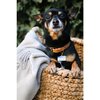 Good Boy Pet ID Tag - Pet ID Tags - 2