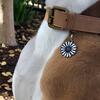 Daisy Pet ID Tag - Pet ID Tags - 3