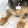 Good Boy Pet ID Tag - Pet ID Tags - 4
