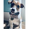 Call My People Tag, Black and Gold - Pet ID Tags - 3