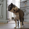 Torino Dog Collar, Powder - Collars, Leashes & Harnesses - 2