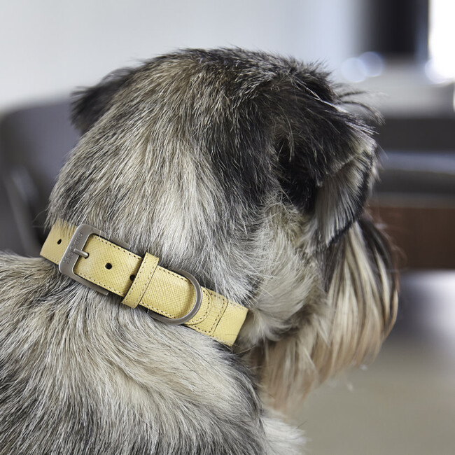 Torino Dog Collar, Lemon