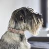 Torino Dog Collar, Powder - Collars, Leashes & Harnesses - 3