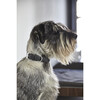 Torino Dog Collar, Slate - Collars, Leashes & Harnesses - 2