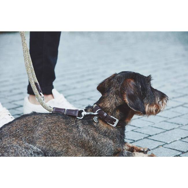 Lucca and Collar, Senape and Brown