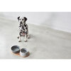 Doppio Dog Bowl Set, Concrete - Pet Bowls & Feeders - 3