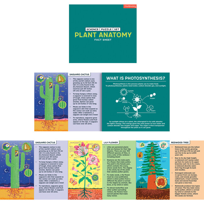 Plant Anatomy Science Puzzle Set - Wooden Puzzles - 6