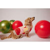 Happy Jumper, Multi - Dog Clothes - 3