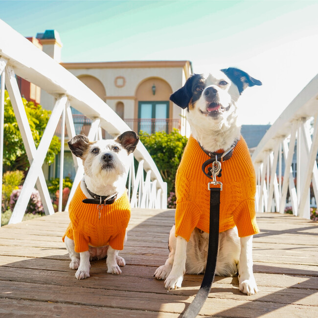 The Rufus Sweater, Tangerine - Dog Clothes - 4