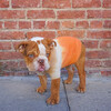 The Major Sweater, Tangerine - Dog Clothes - 2