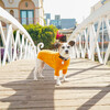 The Rufus Sweater, Tangerine - Dog Clothes - 5 - thumbnail