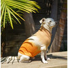 The Major Sweater, Tangerine - Dog Clothes - 3