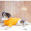 The Rufus Sweater, Tangerine - Dog Clothes - 6