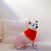 The Major Sweater, Sugar - Dog Clothes - 2
