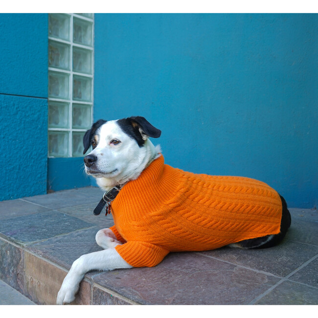 The Rufus Sweater, Tangerine - Dog Clothes - 7